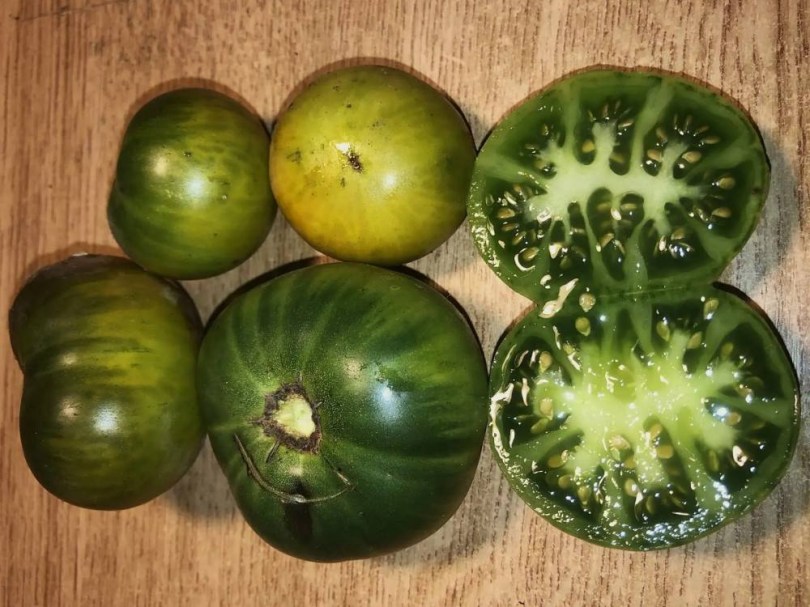 Verde del Margen paradicsom, Lycopersicum esculentum, paradicsom
